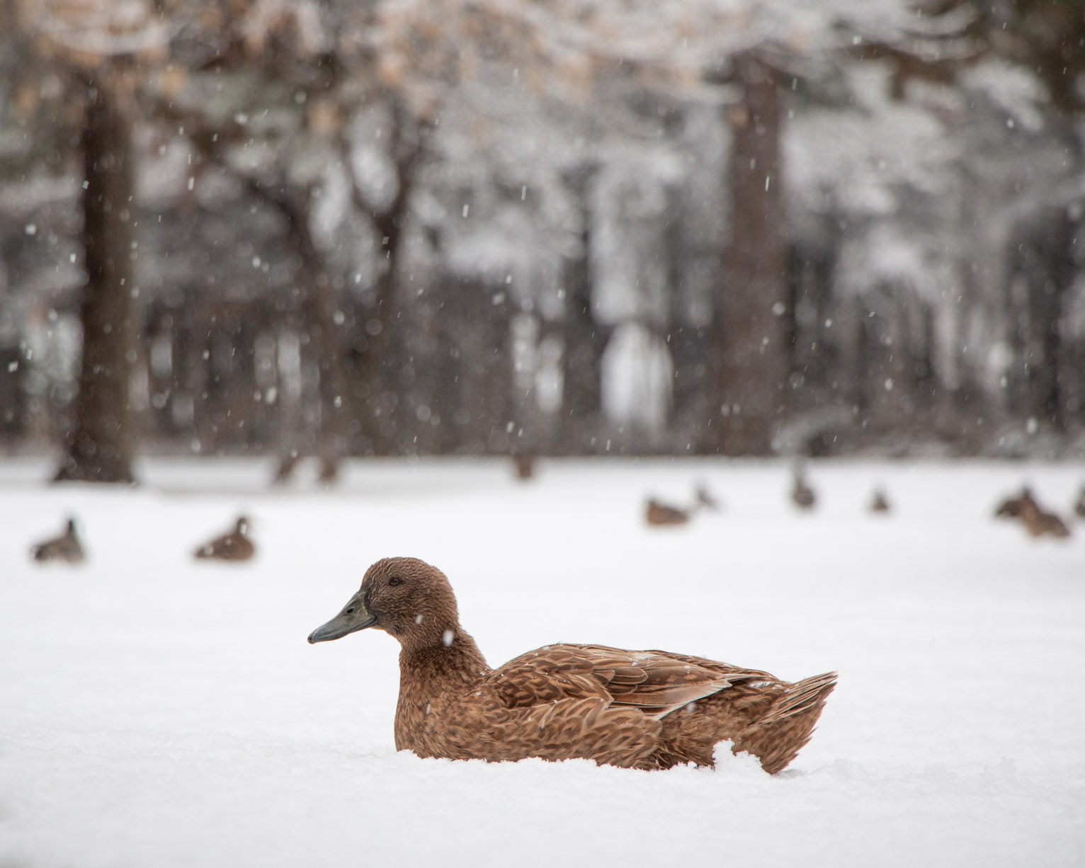 A large brown duck sits in the snow, other ducks sit in the blurry background, snowflakes fall